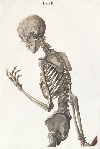Bones of the skeleton, from Tabulae Osteologicae by Christoph Jacob Trew (1695-1769) engraved by G. Lichtensteger, 1740 by Nikolaus Friedrich Eisenberger